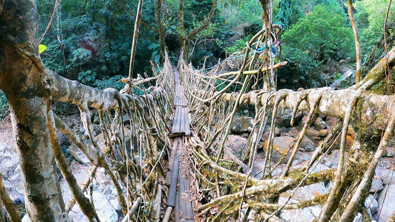 Nongthymmai Root Bridge.jpg