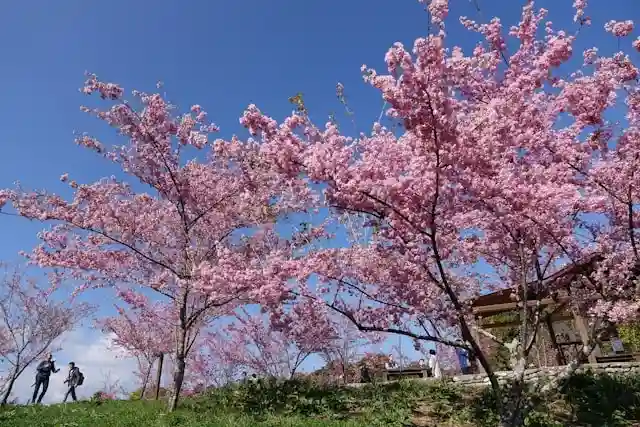 Cherry blossom festival in Shillong.webp