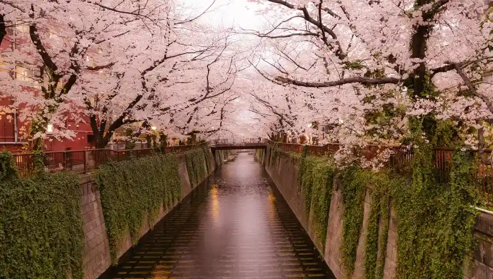 Japan in March