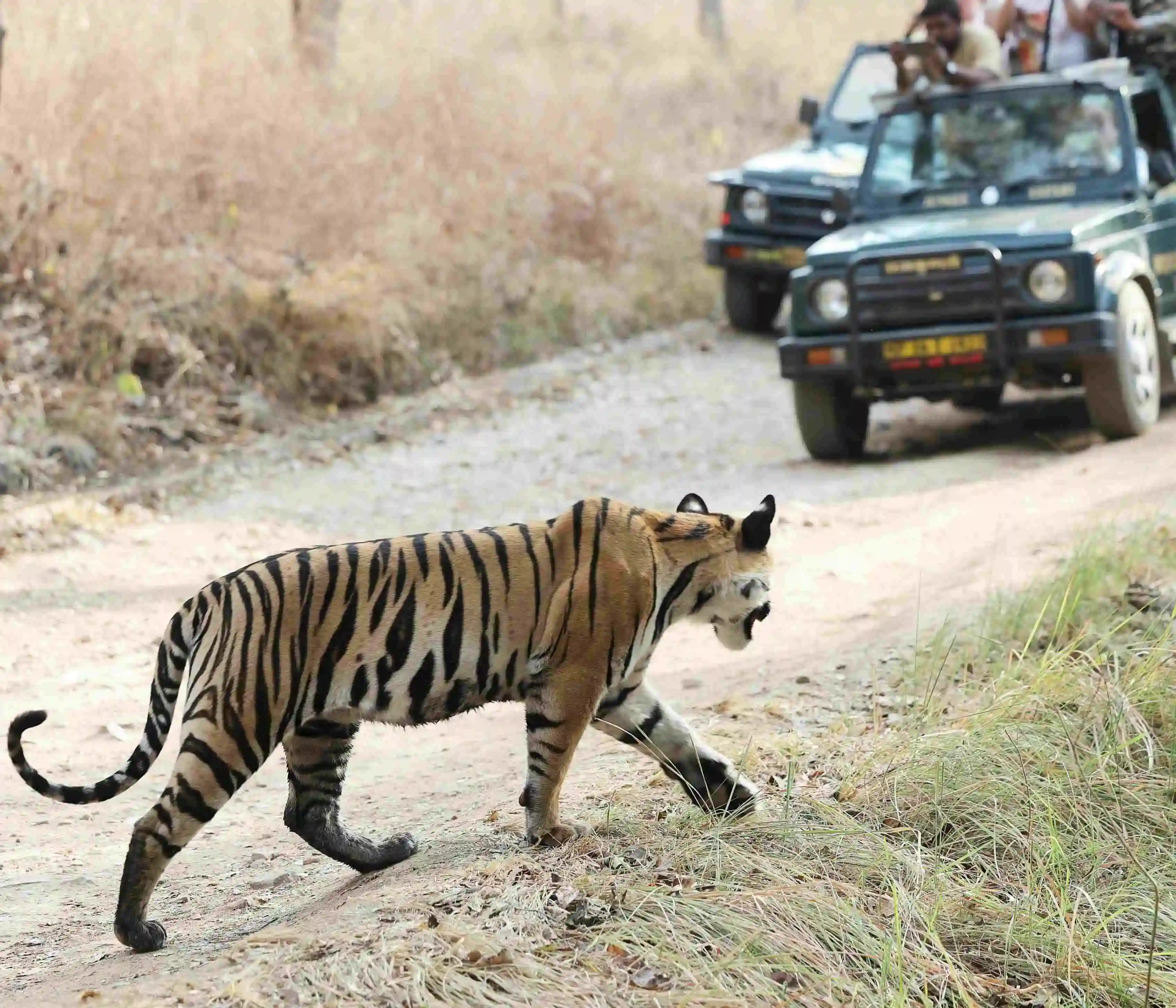 Jaipur & Ranthambore Wildlife Tour