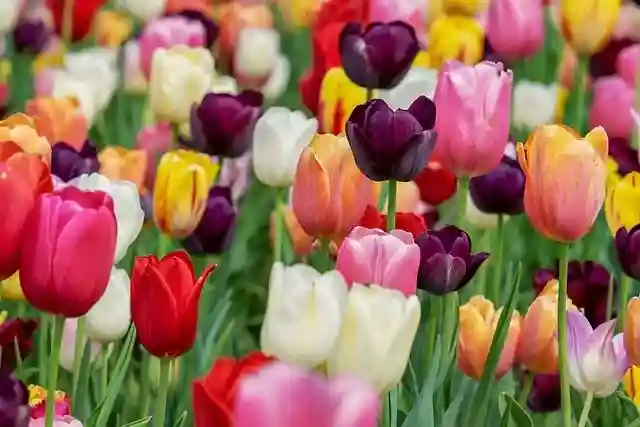 Tulip Garden kashmir